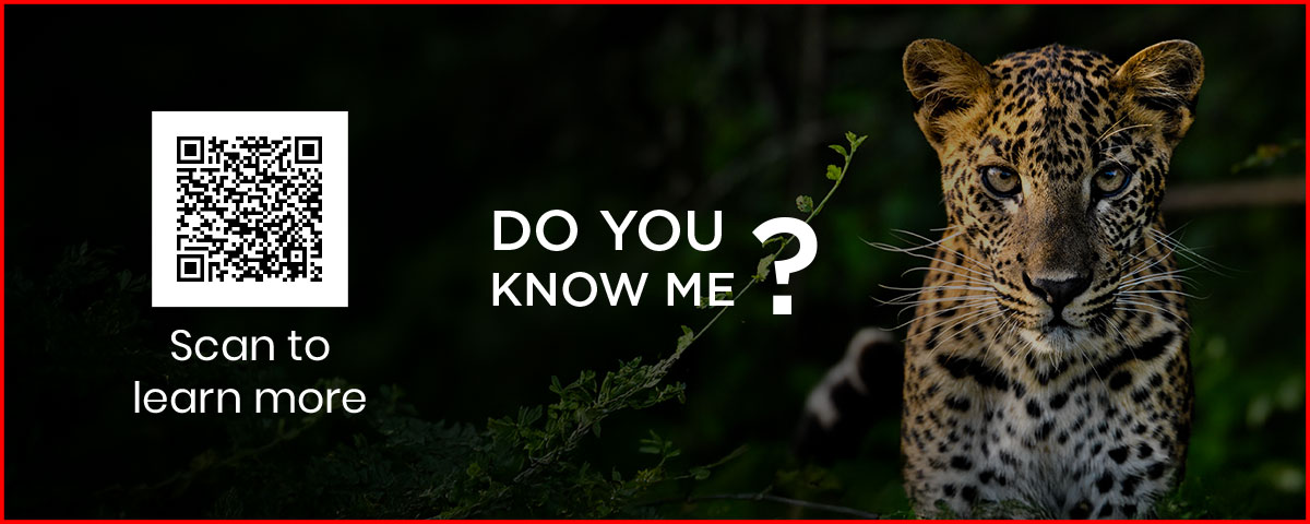 Guardians of the Wild: Why Protecting the Leopard Protects Us All