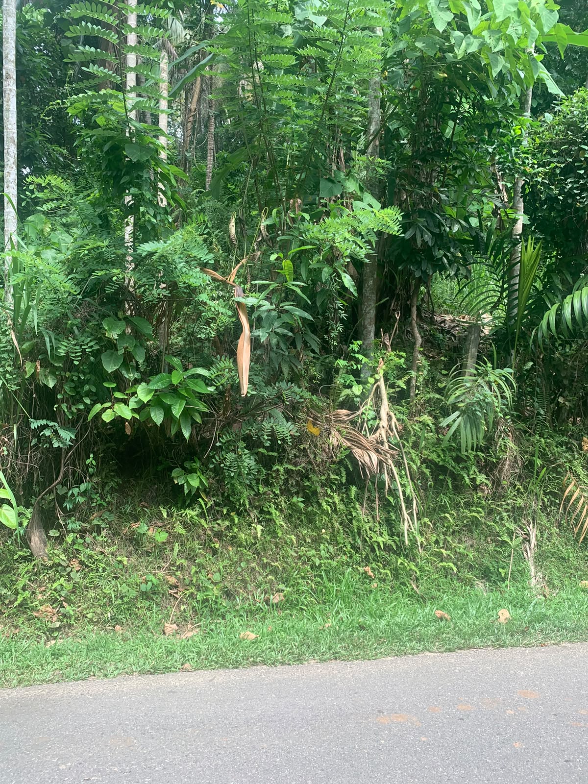 IMG 20260617 WA0003