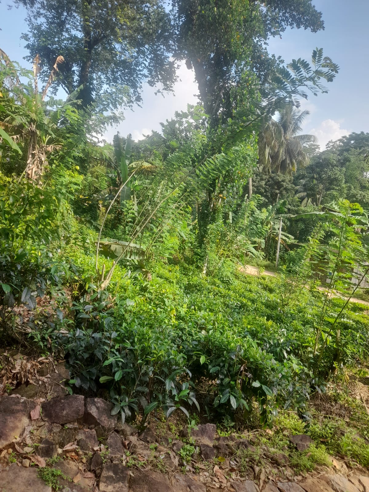 IMG 20260624 WA0004