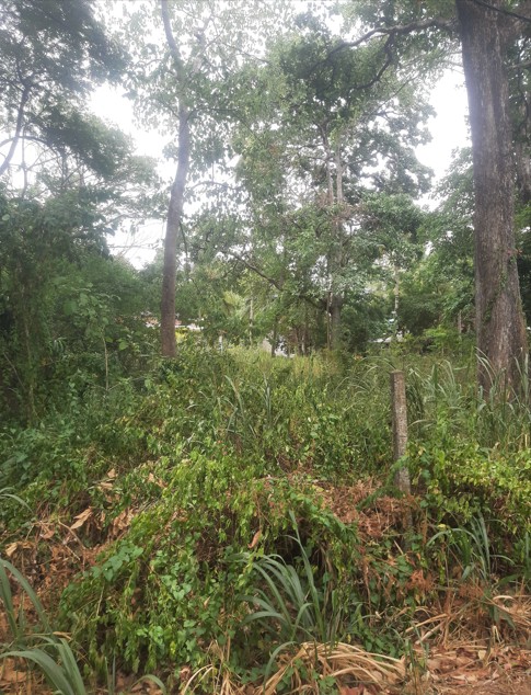 Bare Land Dambulla