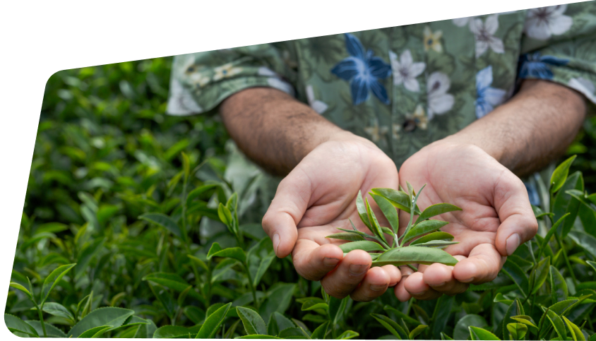 SMELoC GÇô TEA (ADB)